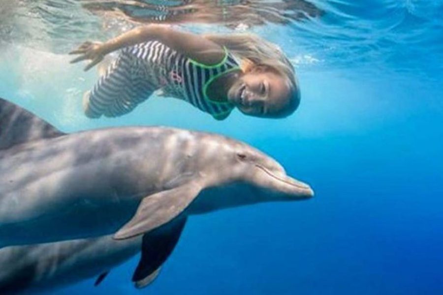 Dolphin day at sea