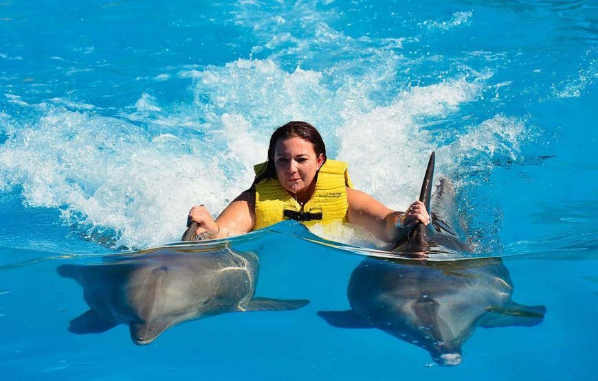 Swim with dolphins