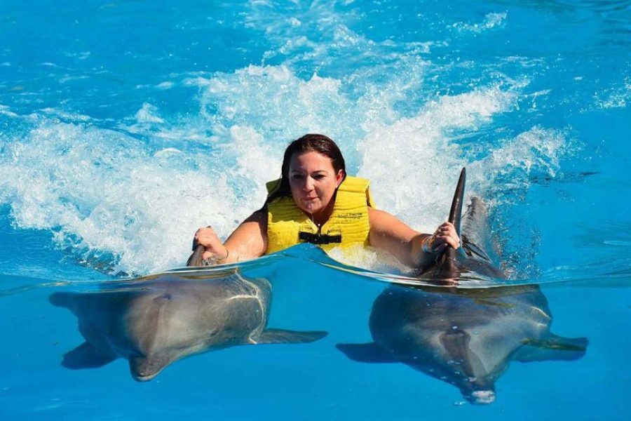 Swim with dolphins