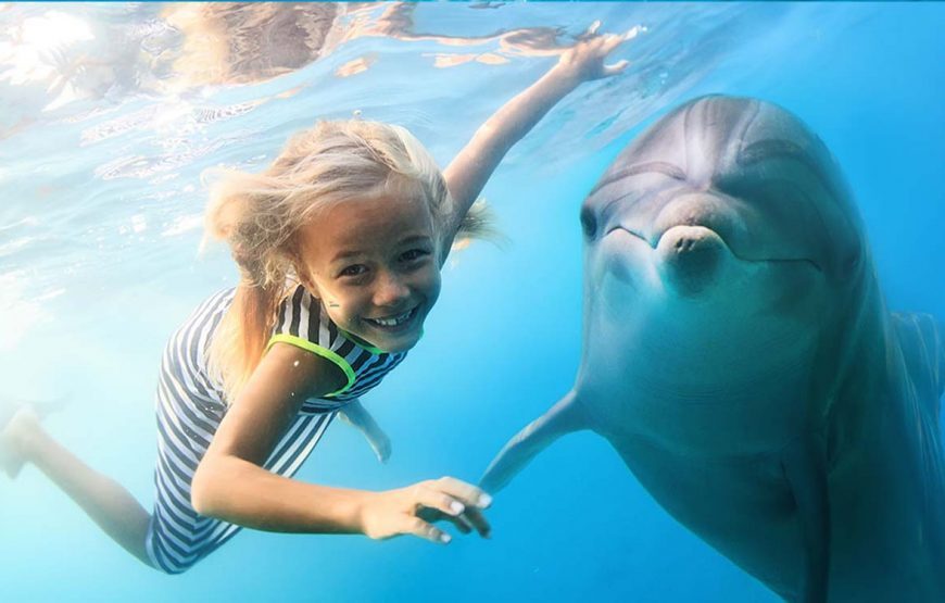 Swim with dolphins