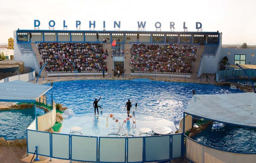 Dolphin show