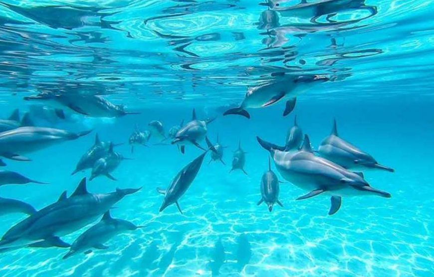 Dolphin day at sea