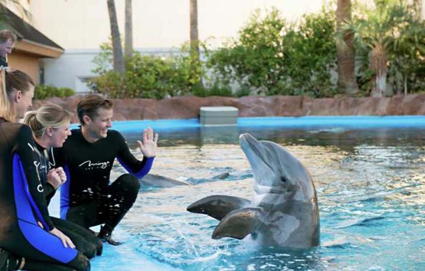 Dolphin show