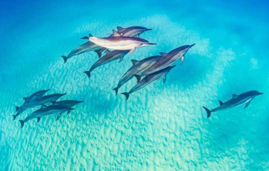 Dolphin day at sea